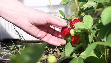 Manojo-De-Fresas-Frescas-Rojas-Biológicas-Naturales-Recogidas-Por-La-Mano-De-Una-Mujer-Con-Una-Caja-De-Plástico-Blanca-En-El-Jardín-Verde-Durante-Un-Día-De-Cosecha-En-Primavera