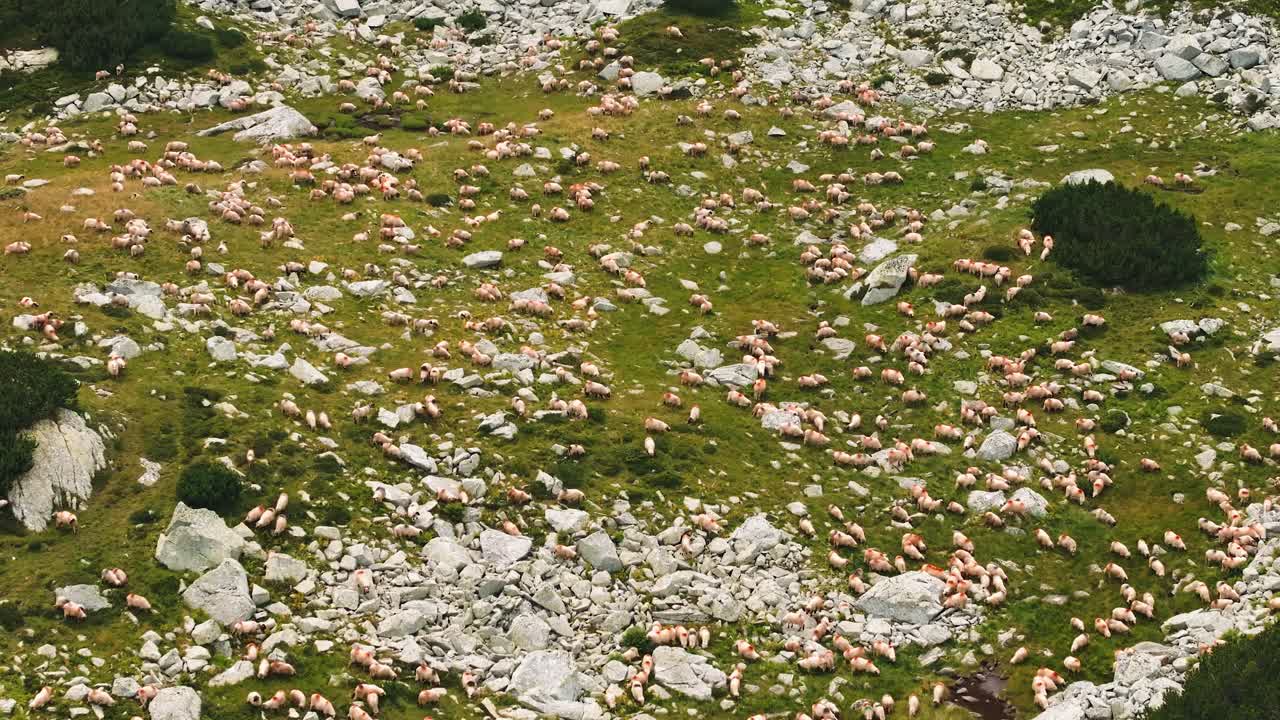 Aerial View of a Massive Flock of Sheep Grazing in the Mountains