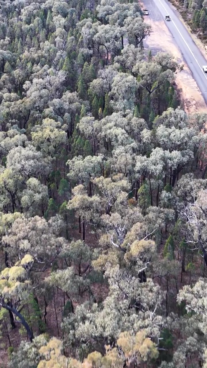 Ripresa aerea con drone di una strada che attraversa una fitta boscaglia nella foresta di Goonoo, Australia