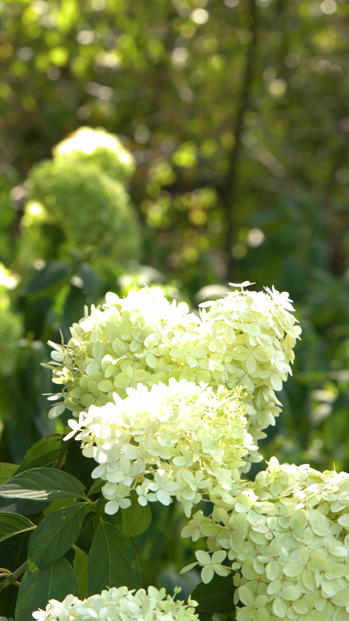 Lush white hydrangea flower clusters sway gently in soft sunlight within a green garden.