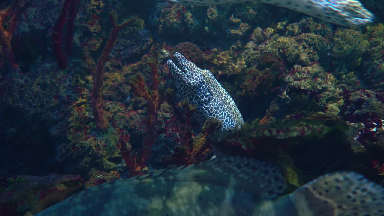 Moray eels, or Muraenidae, are a family of eels whose members are found worldwide.
