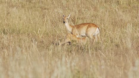 Endangered-Pampas-deer-nursing-her-young-in-their-natural-habitat,-San-Luis,-Argentina