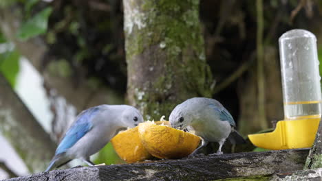 Close-Up-Of-Two-White-And-Blue-Birds-Eating-Fruit-In-Colombia-With-Blurry-Background