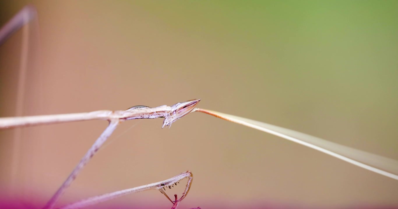 Indisk gräsmantis som dricker dagg från sin egen kropp; makrosekvens i slow motion från sommaren, självhudrering.