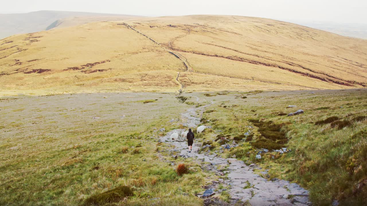 Person går ad vandresti gennem vidtstrakt hedelandskab, Peak District, Derbyshire