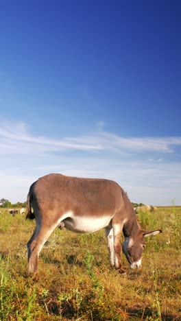 serene summer day where donkeys peacefully graze on a lush green pasture