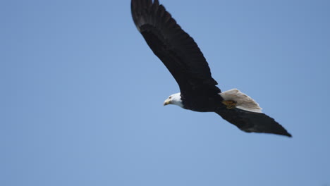 Ein-Adler-Fliegt-In-British-Columbia,-Kanada,-über-Den-Ozean-Und-Sucht-Nach-Fischen