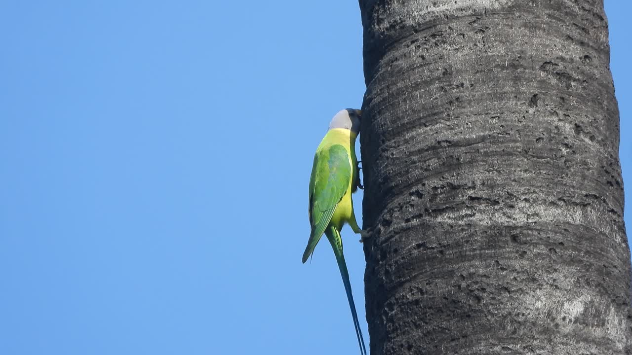 Parrot eating wood in tree .