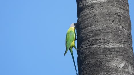 parrot eating wood in tree .