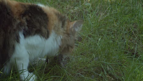 norwegian forest cat eating just hunted sparrow on green grass