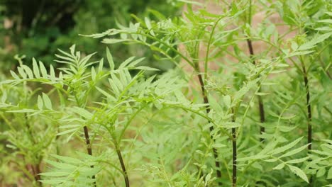 close up gimbal shot of flowerless marigold plant in nature