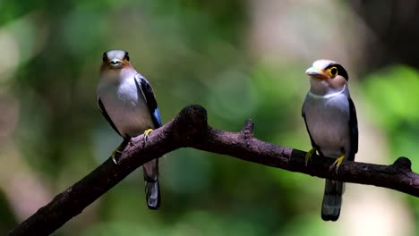 vistos posados uno frente al otro a punto de entregar comida en el nido, pico de pecho plateado, serilophus lunatus, parque nacional kaeng krachan, tailandia