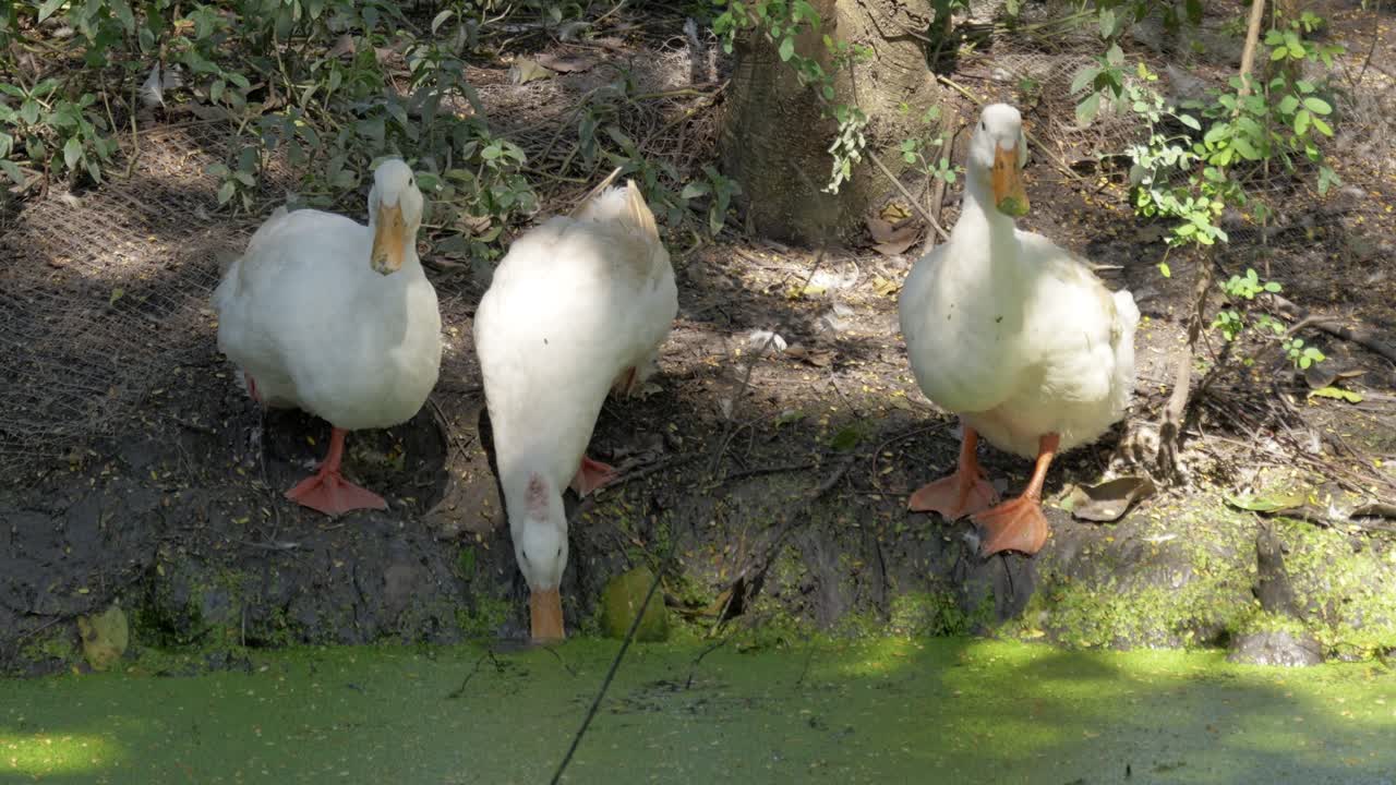 Ducks exploring their natural habitat by water's edge in a serene setting