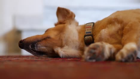 Low-angle-view-of-a-sleepy-dog-relaxing-and-stretching-on-a-carpeted-floor