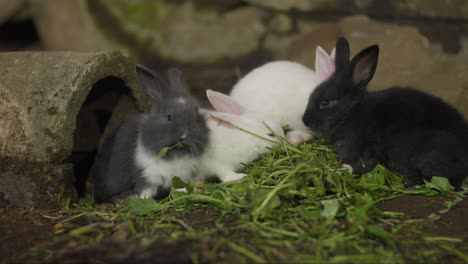 group of fluffy bunnies eating leafy greens on the ground