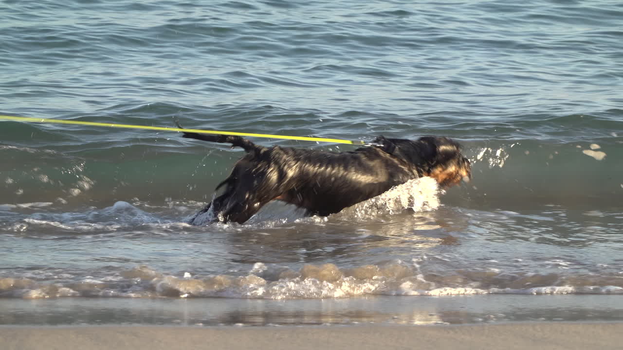 Black dog running and playing on the beach on a sunny day