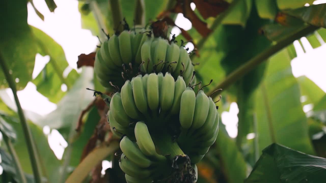 여름에 베트남의 수도 하노이에 있는 바나나 나무 섬에 있는 나무에 있는 자연 녹색 바나나