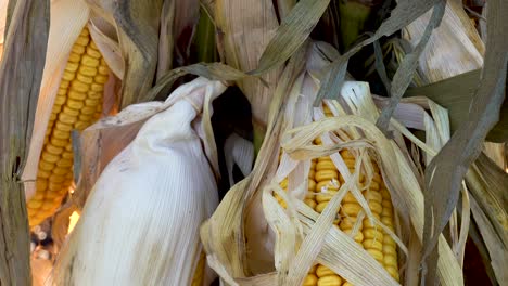 ears of dried corn on stalk ready for harvest close up 4k