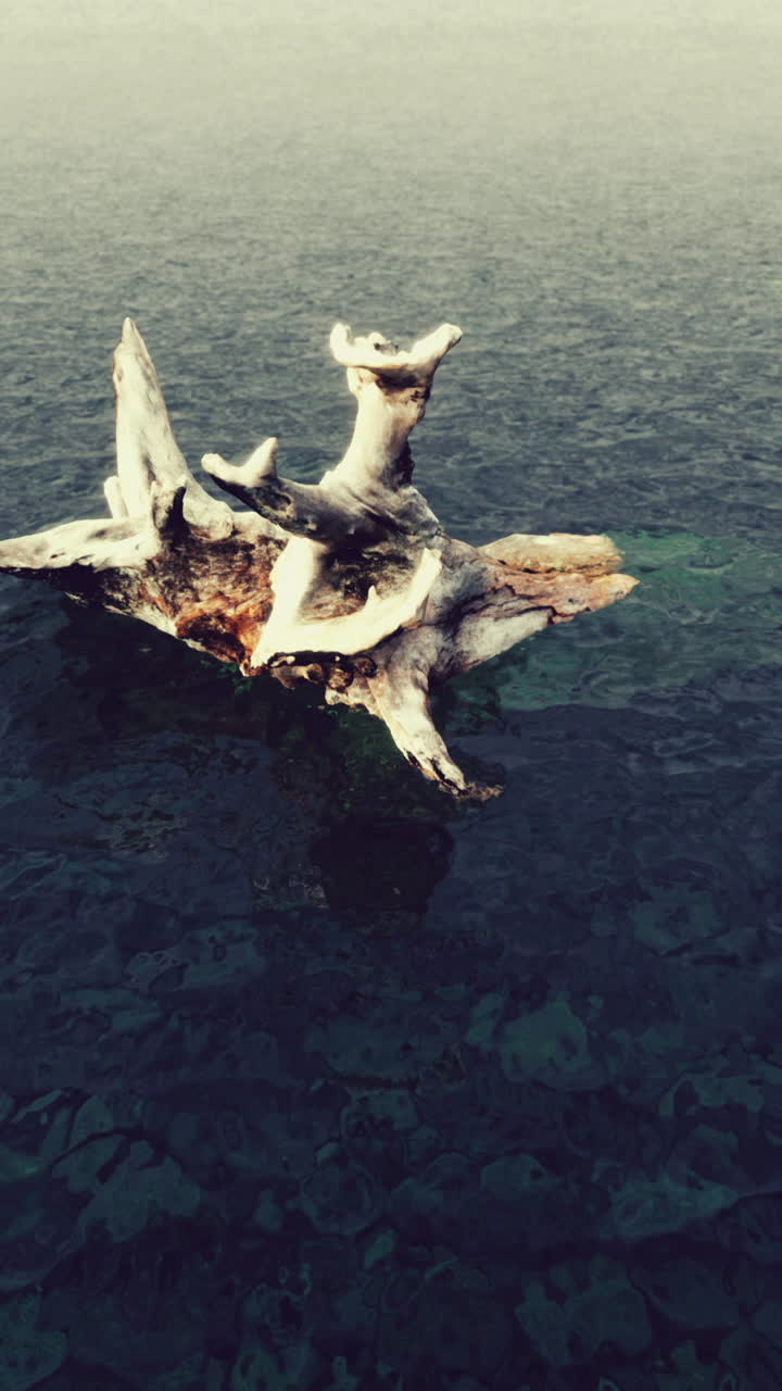 물 속 의 떠다니는 나무