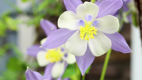 La-Columbine-De-Las-Montañas-Rocosas-De-Colorado