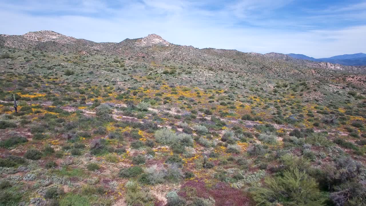 vuelo aéreo a través de un vacío el suelo del desierto cubierto de amapolas de primavera, lupino y otra vegetación del desierto, bosque nacional de tonto, desierto de sonora, lago bartlett, arizona