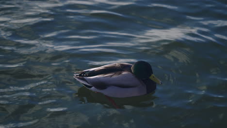 mallard duck floating in cold water - close up