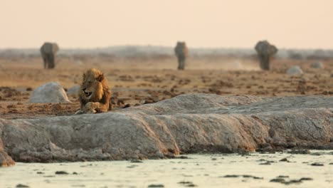 Großer-Männlicher-Löwe,-Der-Neben-Einem-Wasserloch-Liegt,-Mit-Elefanten-Im-Hintergrund