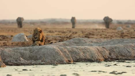 un gran león macho acostado al lado de un pozo de agua con elefantes en el fondo