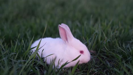 white rabbit in green grass