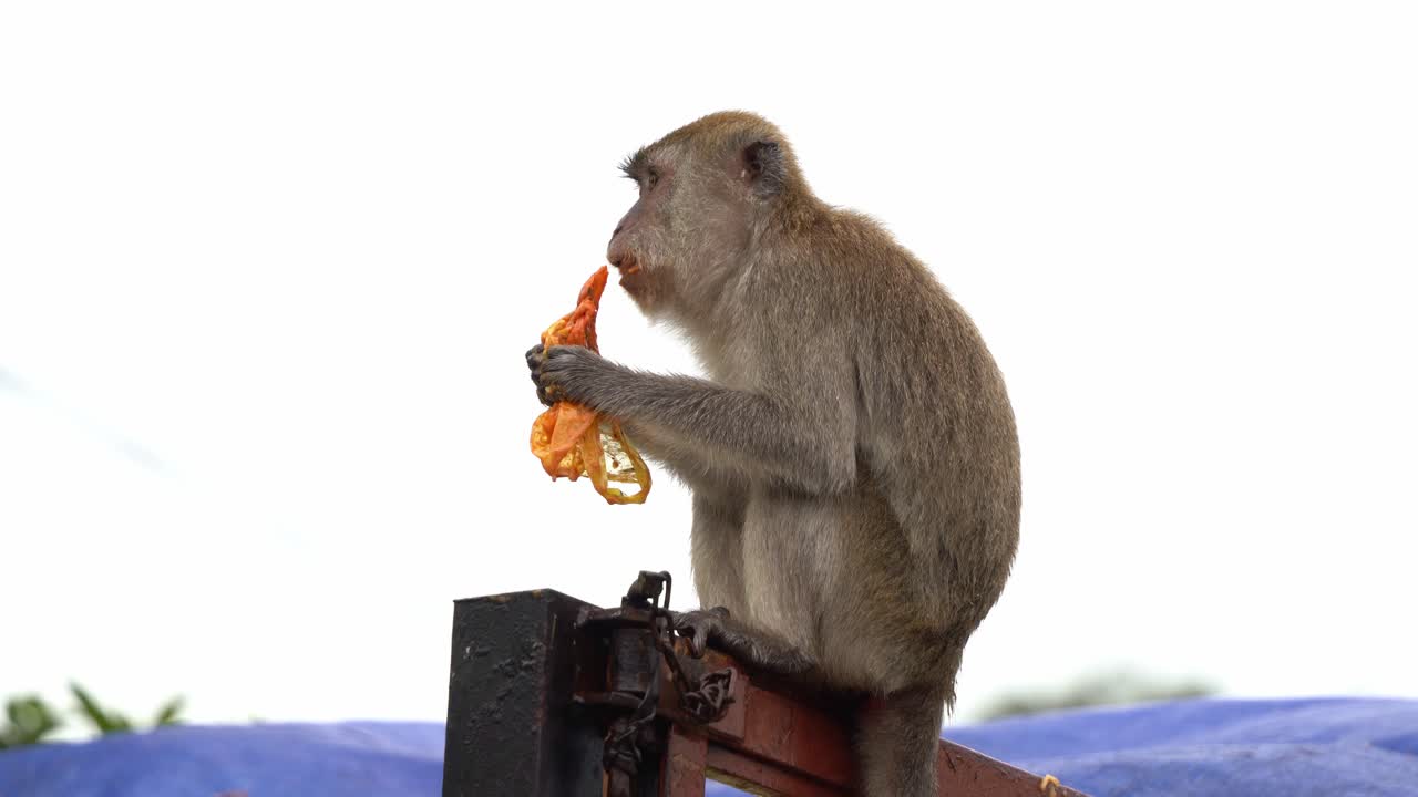 disparo de cerca de un macaco comedor de cangrejos, macaco de cola larga, sentado en la parte superior de un camión contenedor de basura, teniendo un festín, sosteniendo una bolsa de plástico comiendo las sobras de comida encontradas en la pila