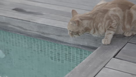 orange cat sitting on a wooden floor near a swimming pool and drinking from it in slowmotion log