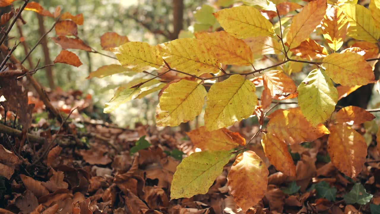 Close up autumn leaves in golden sunlight with warm forest tones in Switzerland