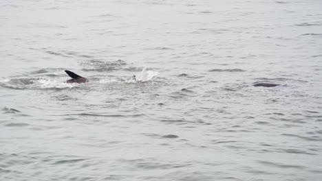 Leones-Marinos-Saltando-En-El-Agua-En-Santa-Cruz-California,-Estados-Unidos-En-Abril