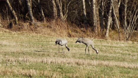 Kraniche-Auf-Nahrungssuche-Im-Feld-In-Indre-Fosen,-Norwegen---Weitwinkelaufnahme