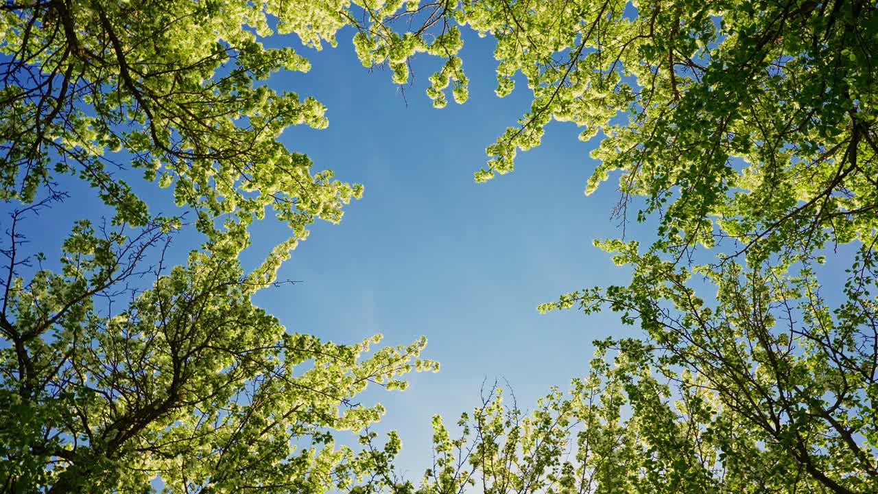 Springtime Canopy View