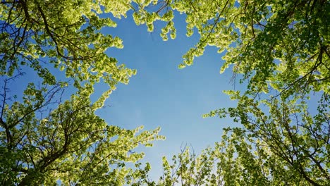 springtime canopy view