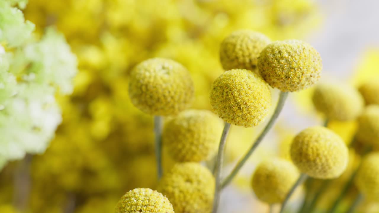 A left-to-right dolly movement across a floral shop display, featuring bright yellow Billy Button flowers in sharp focus with a soft, blurred green foreground