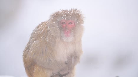 retrato de mono macaco rhesus un mono salvaje en caída de nieve