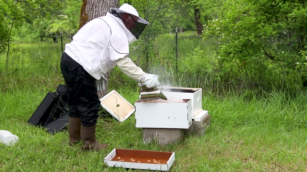 Beekeeper Inspecting and Managing Honeybee Hives