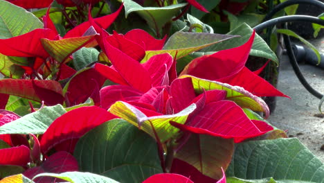 vibrant red poinsettia plants