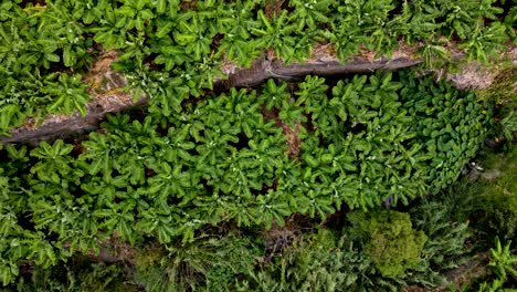 Drone-flight-in-Madeira-over-a-banana-plantage