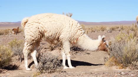 llama feeding, near salinas grandes in the province of jujuy, northern argentina