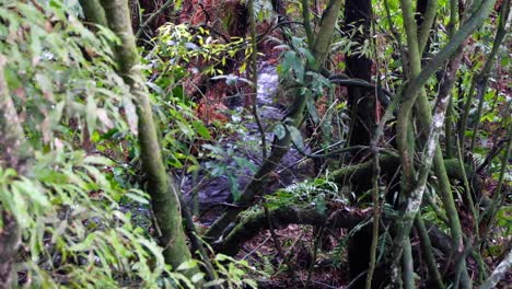 glimpse of a beautiful scenic stream through dense trees in forest during a hike outdoors in the wilderness of new zealand aotearoa