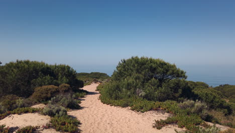 Sand-path-on-the-forest-to-the-beach