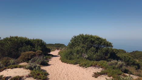 sand path on the forest to the beach