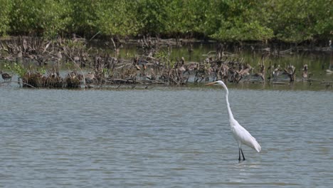 Blick-Nach-Links-Beim-Waten-Im-Wasser,-Während-Andere-Vögel-Im-Hintergrund-Fressen,-Silberreiher-Ardea-Alba,-Thailand