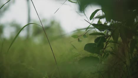 A-low-angle-shot-from-the-undergrowth-of-a-tree-surrounded-by-vibrant-green-vegetation,-racking-focus-to-view-the-distant-hillside-landscape-with-heavy-dense-grass,-India