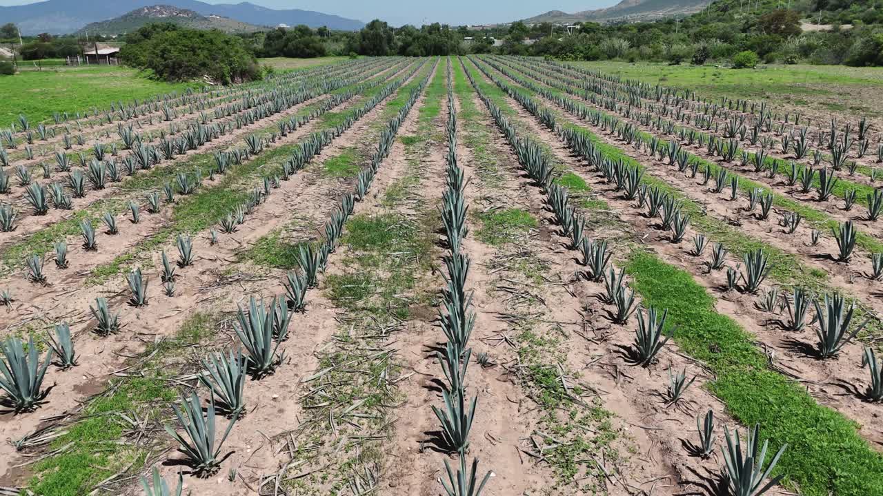 vuelo aéreo sobre campos de agave en la zona rural de oaxaca, méxico