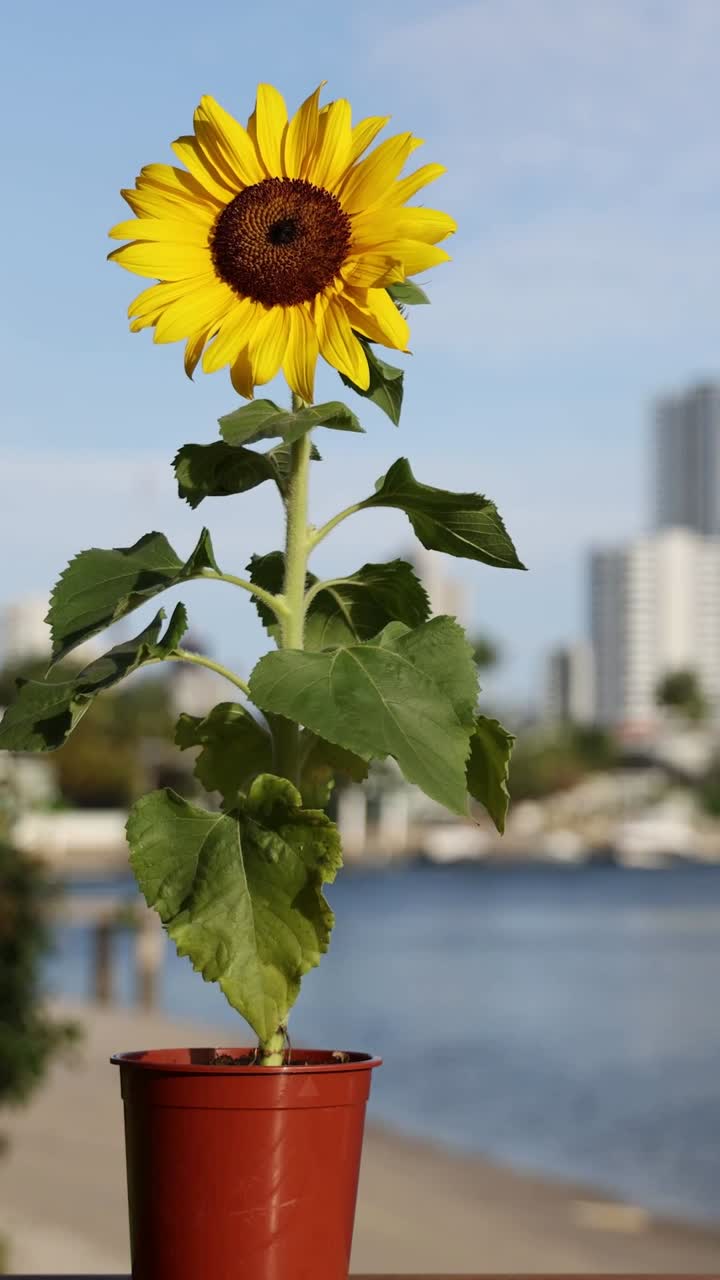 girasol floreciendo en un paisaje urbano a la orilla del río