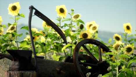 Antiguo-Campo-De-Guadaña-Y-Girasol-De-Estilo-Vintage